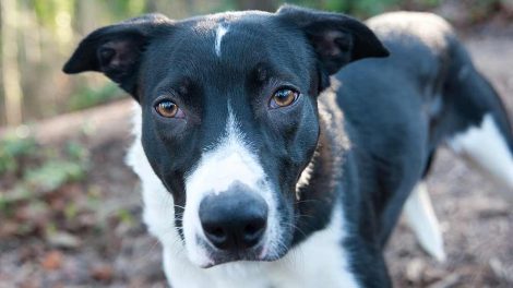 Svømmerhvalpe Hunde fødsler