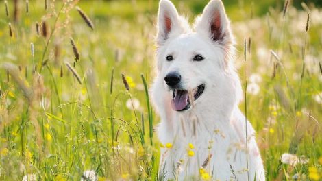 Brintoverilte Hunde generelt