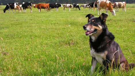 Brækket klo Hunde førstehjælp