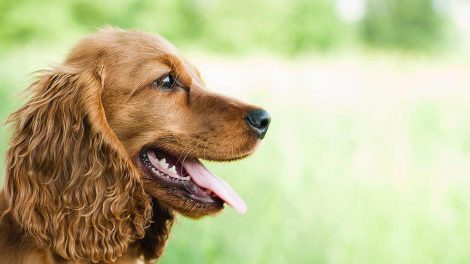 Cancer Hunde sygdomme