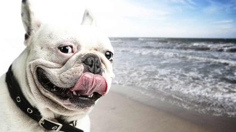 Spolorm hvalpe Hunde fødsler