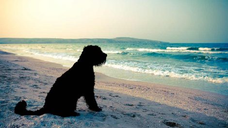 Fodring i diegivningsperioden Hunde fødsler