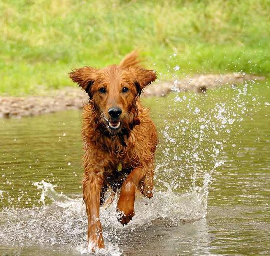 Førerhunde Hunde generelt
