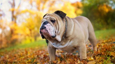 Sne og at æde sne Hunde generelt