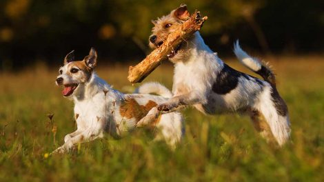 Hjerneblødning Hunde sygdomme