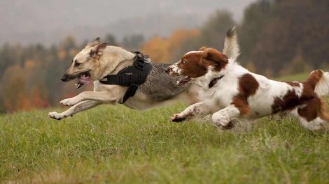 Fodermiddel allergi Hunde generelt