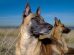 Husstøvmiden Hunde hudproblemer