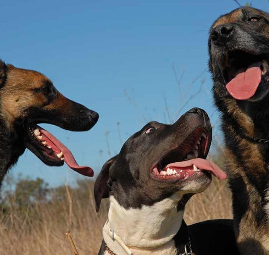 Løse tænder Hunde sygdomme