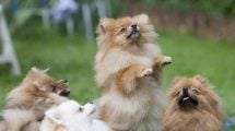Vaccination mod kennelhoste Hunde hos dyrlagen