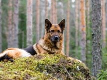 Vejledning om hundeloven s forbudsordning, Dyrlægevagten