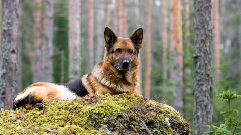 Vejledning om hundelovens forbudsordning Hunde love & bekendtg.