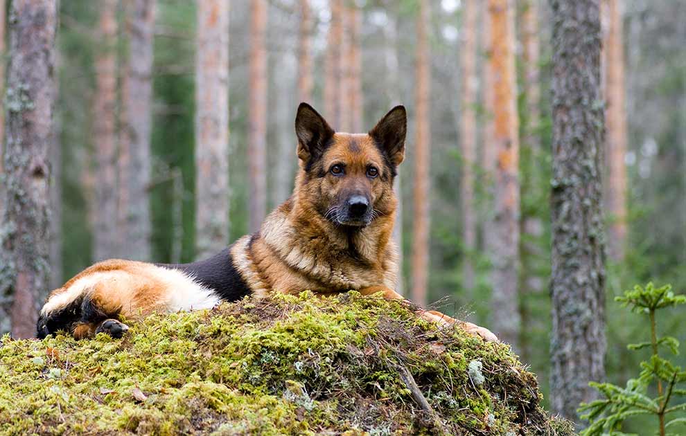 Vejledning om hundelovens forbudsordning Hunde love & bekendtg.