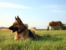Kemisk kastration af hund Hunde hos dyrlagen