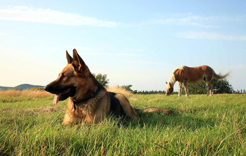 Fortov Becks skylle Kemisk kastration af hund - Hunde hos dyrlagen - Dyrlægevagten