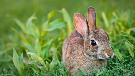 Fødsel Gnavere Kaniner