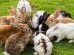 Fodring Gnavere Kaniner