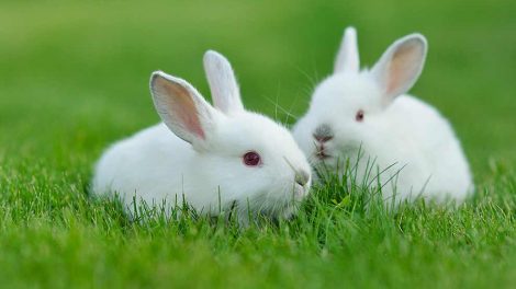 Kastration Gnavere Kaniner