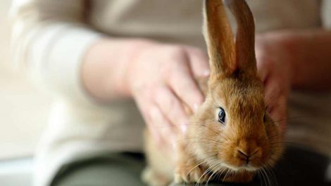 Tandfejl Gnavere Kaniner