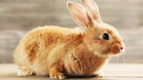 Diarré Gnavere Kaniner