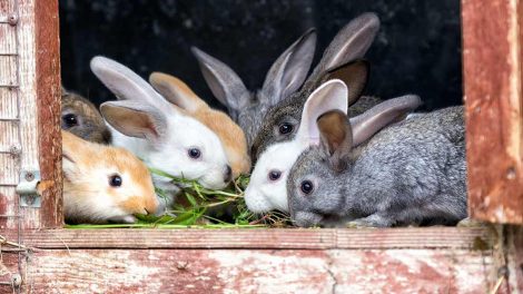 Hårboller Gnavere Kaniner