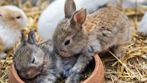 Kaninpest (Myxomatose) Gnavere Kaniner