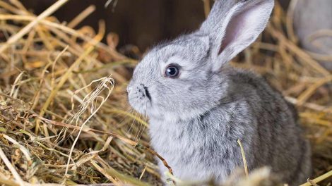 Kaninsyfilis Gnavere Kaniner