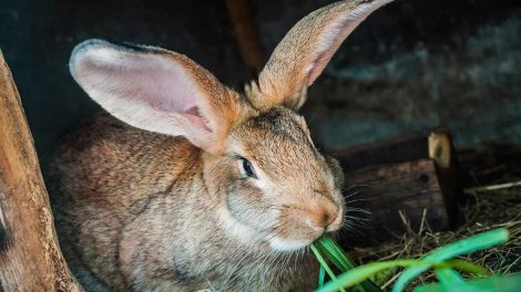 Kannibalisme Gnavere Kaniner