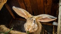 Mundhulelidelse Gnavere Kaniner