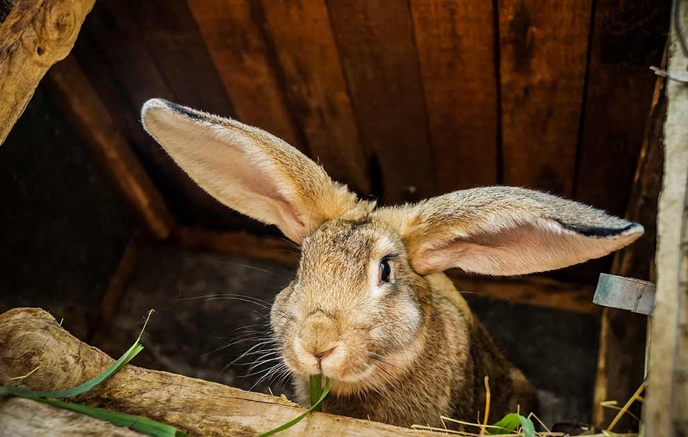 Mundhulelidelse, Dyrlægevagten