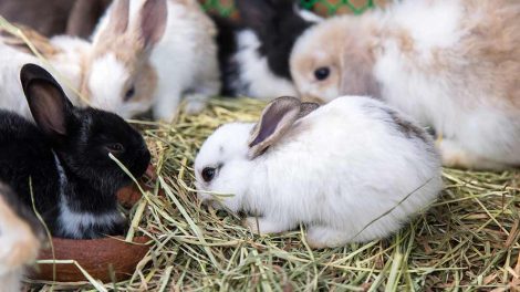 Parasitter i tarmkanalen Gnavere Kaniner