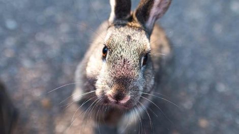 Tyzzer´s Disease Gnavere Kaniner