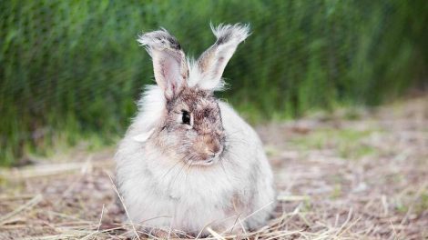 Diarré uhelbredelig Gnavere Kaniner