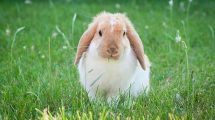 Urinvejslidelser Gnavere Kaniner