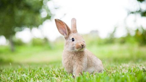 Burindretning Gnavere Kaniner