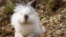 Rengøring og desinfektion Gnavere Kaniner
