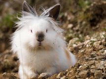 Rengøring og desinfektion, Dyrlægevagten