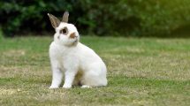 Kønsbestemmelse Gnavere Kaniner