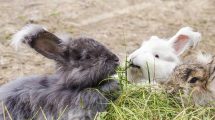 Hudlidelser Gnavere Kaniner