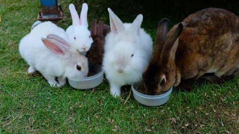 ABC i rigtig pleje Gnavere Kaniner