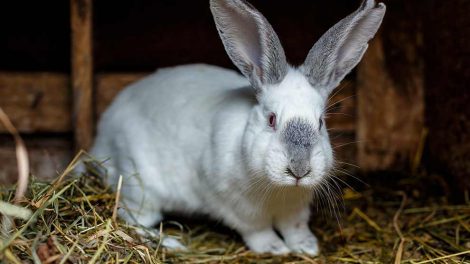 Rovmider Gnavere Kaniner