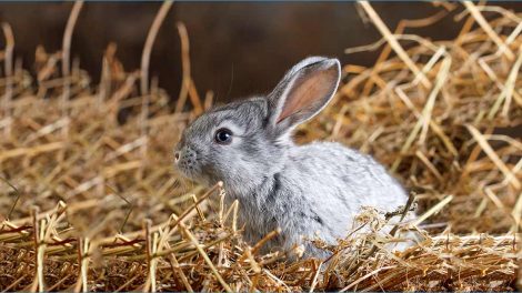 Ringorm Gnavere Kaniner