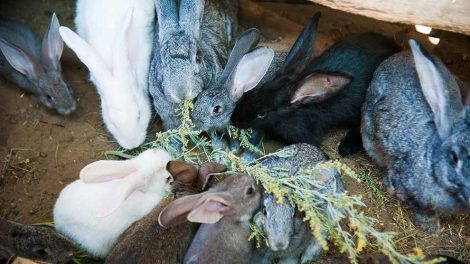 Maddiker Gnavere Kaniner