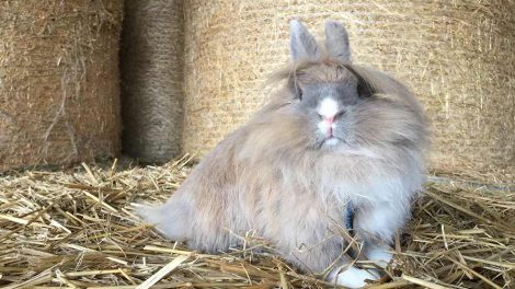 Ørebetændelse Gnavere Kaniner