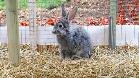 Øremider Gnavere Kaniner