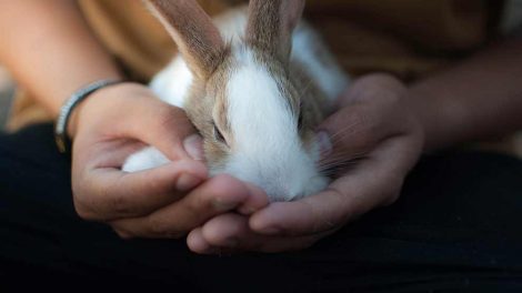Modermælkens sammensætning Gnavere Kaniner