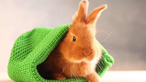 Hvem kan gå i sammen bur Gnavere Kaniner