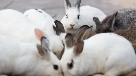 Byld Gnavere Kaniner