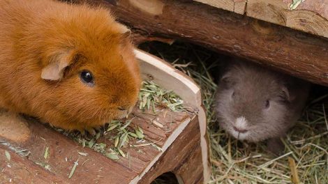 Burindretning Gnavere Marsvin