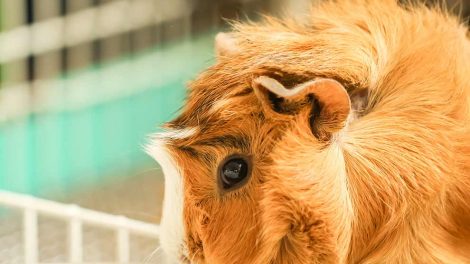 Tandfejl Gnavere Marsvin