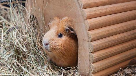 Fødselshjælp Gnavere Marsvin